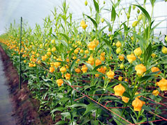 写真：サンダーソニア栽培の様子